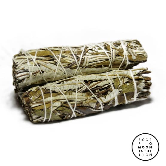 Choose Any 2 Sage Variety 5" of your choice! 10" of Sage - Image 4